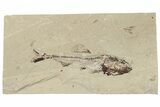 Cretaceous Fish (Spaniodon) With Pos/Neg - Lebanon #200636-2